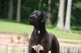 DOGUE ALLEMAND 835